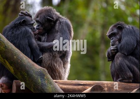 Schimpansen, auch als Schimpansen bekannt, zeigen ihr geselliges Verhalten, ist eine Spezies von großen Affen, die hauptsächlich in den Wäldern und Savannen Afrikas leben. Stockfoto