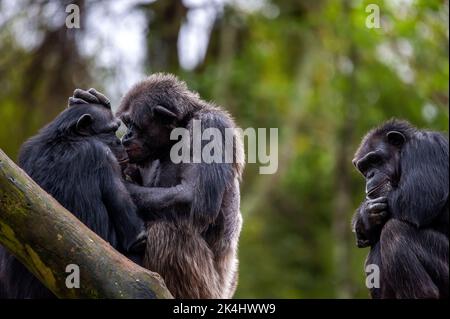 Schimpansen, auch als Schimpansen bekannt, zeigen ihr geselliges Verhalten, ist eine Spezies von großen Affen, die hauptsächlich in den Wäldern und Savannen Afrikas leben. Stockfoto