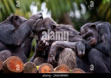 Schimpansen, auch als Schimpansen bekannt, zeigen ihr geselliges Verhalten, ist eine Spezies von großen Affen, die hauptsächlich in den Wäldern und Savannen Afrikas leben. Stockfoto