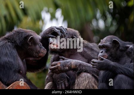 Schimpansen, auch als Schimpansen bekannt, zeigen ihr geselliges Verhalten, ist eine Spezies von großen Affen, die hauptsächlich in den Wäldern und Savannen Afrikas leben. Stockfoto