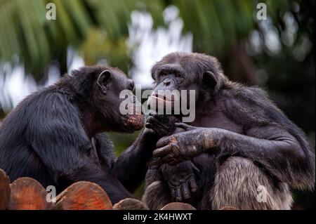 Schimpansen, auch als Schimpansen bekannt, zeigen ihr geselliges Verhalten, ist eine Spezies von großen Affen, die hauptsächlich in den Wäldern und Savannen Afrikas leben. Stockfoto