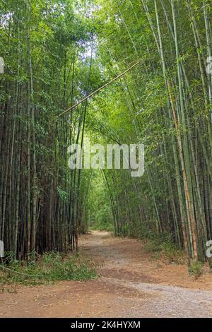 Gewundener Trail durch einen Bambuswald in Cherokee North Carolina Stockfoto