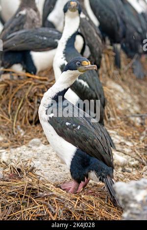 Imperial Cormorant auf seinem Nest in Tierra Del Fuego Stockfoto