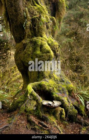 WA22111-00...WASHINGTON - Riesenpilz auf einem Baum mit einem großen Grat im Hoh Rain Forest, Olympic National Park. Stockfoto