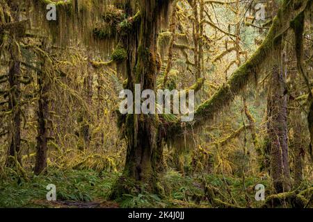 WA22112-00...WASHINGTON - im Hoh Rain Forest, Olympic National Park, bedeckten Moos Big Leaf Ahornbäume und eine Untergeschichte westlicher Schwertfarne. Stockfoto