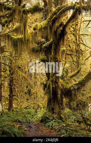 WA22113-00...WASHINGTON - im Hoh Rain Forest, Olympic National Park, bedeckten Moos Big Leaf Ahornbäume und eine Untergeschichte westlicher Schwertfarne. Stockfoto