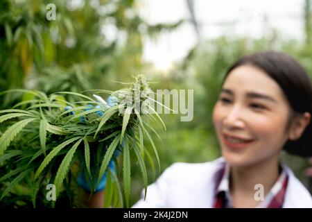 Porträt eines Wissenschaftlers mit Handschuhen. Überprüfung der Analyse und Ergebnisse mit Tablet auf medizinische Marihuana-Cannabisblüten in einem Gewächshaus. Stockfoto