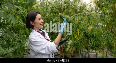 Porträt eines Wissenschaftlers mit Handschuhen. Überprüfung der Analyse und Ergebnisse mit Tablet auf medizinische Marihuana-Cannabisblüten in einem Gewächshaus. Stockfoto