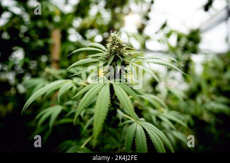 Nahaufnahme von Marihuanapflanzen auf dem Feld der Cannabisfarm. Hanfpflanzen, die für CBD und Gesundheit verwendet werden Stockfoto