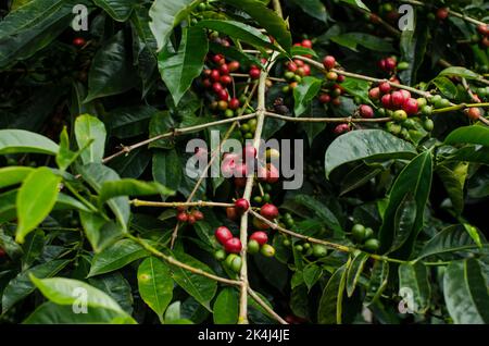 Kaffeeplantage in Boquete Stockfoto