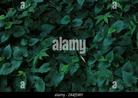 Full Frame of Green Leaves Textur Hintergrund. Tropisches Blatt Stockfoto