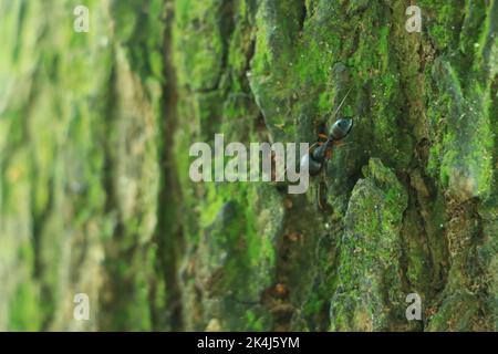 Nahaufnahme von Bark on Tree Stump. Alter Baum. Viele Jahre alt. Kohlenstoffsenken. Nahaufnahme der Rinde. Makrofotografie. blog. Artikel. Hintergrund oder Hintergrund. Sonne Stockfoto