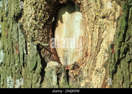 Baumrinde Textur, alte Baum Holzstruktur Hintergrund Stockfoto
