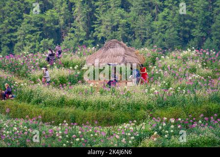 Yen Bai Provinz, Vietnam - 23 Sep 2022: Blick auf Touristen und Einheimische in goldenen Reisterrassen in der Stadt Mu cang Chai in der Nähe der Stadt Sapa, nördlich von Vietn Stockfoto