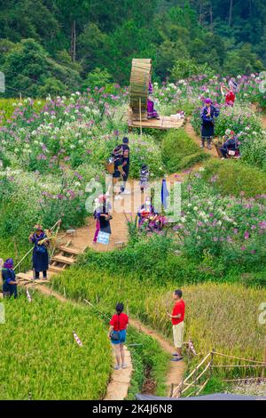 Yen Bai Provinz, Vietnam - 23 Sep 2022: Blick auf Touristen und Einheimische in goldenen Reisterrassen in der Stadt Mu cang Chai in der Nähe der Stadt Sapa, nördlich von Vietn Stockfoto