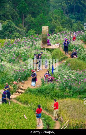 Yen Bai Provinz, Vietnam - 23 Sep 2022: Blick auf Touristen und Einheimische in goldenen Reisterrassen in der Stadt Mu cang Chai in der Nähe der Stadt Sapa, nördlich von Vietn Stockfoto