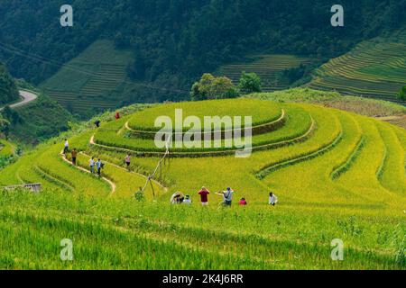 Yen Bai Provinz, Vietnam - 23 Sep 2022: Blick auf Touristen und Einheimische in goldenen Reisterrassen in der Stadt Mu cang Chai in der Nähe der Stadt Sapa, nördlich von Vietn Stockfoto