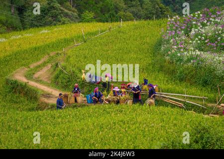 Yen Bai Provinz, Vietnam - 23 Sep 2022: Blick auf Touristen und Einheimische in goldenen Reisterrassen in der Stadt Mu cang Chai in der Nähe der Stadt Sapa, nördlich von Vietn Stockfoto