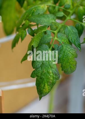 Pilzkrankheit auf den Tomatenblättern. Stockfoto
