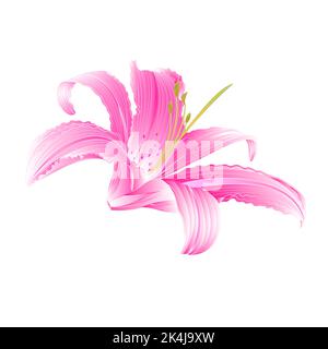 Frühling Blume rosa Lily Daylily Vektor-Illustration Stock Vektor