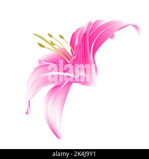 Blume Daylilie rosa Lilie auf einem weißen Hintergrund Vektor-Illustration Stock Vektor