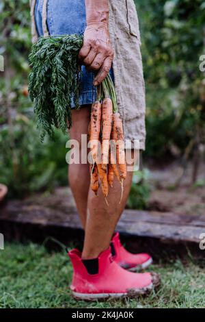 Niedriger Teil der Bäuerin erntet Karotten im Garten, Nahaufnahme Stockfoto