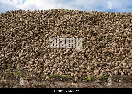 Ein Haufen geernteter Zuckerrüben auf dem Feld. Stockfoto