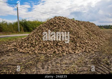 Ein Haufen geernteter Zuckerrüben auf dem Feld. Stockfoto
