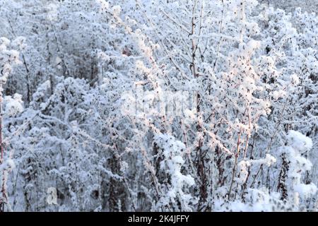 Horizontales Weihnachtsbanner mit frostbedecktem Gras und Blumen. Urlaub Weihnachten Hintergrund mit Schnee und rime Eis auf Busch. Zweige bedeckten Raureif in s Stockfoto