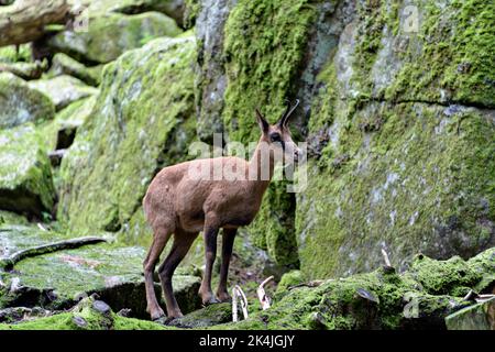 Bergziegenskulptur der Pyrenäen in Benasque. Stockfoto