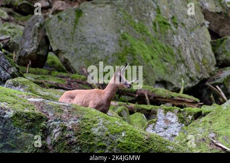 Bergziegenskulptur der Pyrenäen in Benasque. Stockfoto