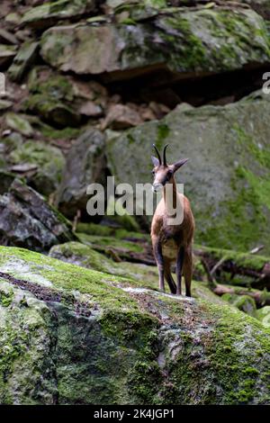Bergziegenskulptur der Pyrenäen in Benasque. Stockfoto