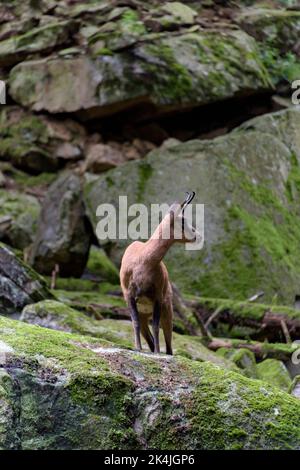 Bergziegenskulptur der Pyrenäen in Benasque. Stockfoto