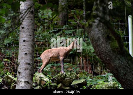 Bergziegenskulptur der Pyrenäen in Benasque. Stockfoto