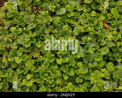 Nahaufnahme der leuchtend grünen gelappten Basalblätter der krautigen mehrjährigen Gartenpflanze für feuchten Boden Geum Rivalität oder Wasseravenen. Stockfoto