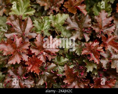 Nahaufnahme der immergrünen schokoladenfarbenen Blätter krautige mehrjährige Gartenpflanze Heuchera 'Chocolate Ruffles' Alaun-Wurzel mit dunklem, glänzendem Laub. Stockfoto