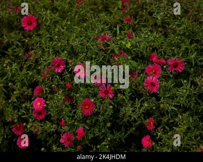 Nahaufnahme der rötlich-violetten Blüten der mehrjährigen krautigen Gartenpflanze Aster novi-belgii Jenny, die im Spätsommer und Herbst blüht. Stockfoto