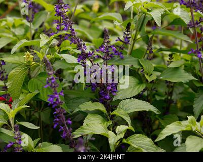 Nahaufnahme der krautigen, mehrjährigen blauen Blüten des Salbei Salvia patens Cambridge Blue, die im Sommer und Herbst blühen. Stockfoto