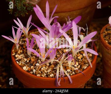 Nahaufnahme der im Herbst und Winter blühenden bolligen Gartenpflanze Merendera mit großen rosa Blüten und gelben Staubfäden, die in einem Topf wachsen. Stockfoto