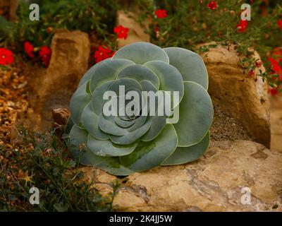 Nahaufnahme der Steingartenpflanze Greenovia diplocycla oder Aeonium diplocyclum mit ihren großen runden grünen Blättern. Stockfoto