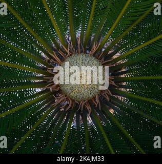 Sagopalme (Cycas revoluta), aus nächster Nähe, den Rahmen füllend, weißes Zentrum, blühend. Stockfoto