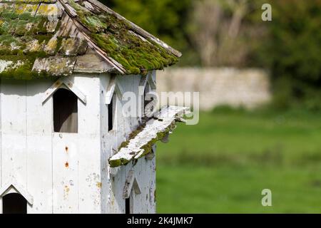 Kleine Eule (athene noctua) graubraunes Gefieder mit weißen Flecken starrende gelbe Augen brüten in altem Dovecote im großen Fahrerlager unserer kleinsten uk Eule Stockfoto