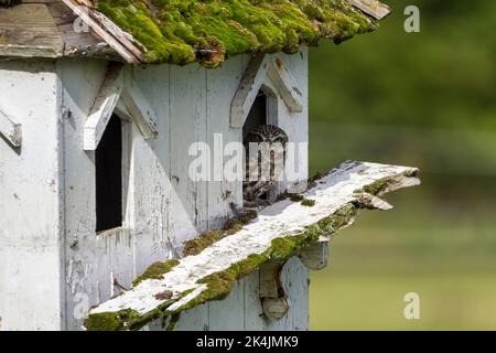 Kleine Eule (athene noctua) graubraunes Gefieder mit weißen Flecken starrende gelbe Augen brüten in altem Dovecote im großen Fahrerlager unserer kleinsten uk Eule Stockfoto