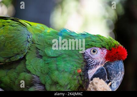 Amazona viridigenalis, ein Porträt-Papagei mit roter Fassade, posiert und beißt, schöner Vogel mit grünem und rotem Gefieder, mexiko Stockfoto