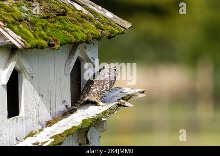 Kleine Eule (athene noctua) graubraunes Gefieder mit weißen Flecken starrende gelbe Augen brüten in altem Dovecote im großen Fahrerlager unserer kleinsten uk Eule Stockfoto