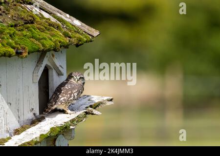 Kleine Eule (athene noctua) graubraunes Gefieder mit weißen Flecken starrende gelbe Augen brüten in altem Dovecote im großen Fahrerlager unserer kleinsten uk Eule Stockfoto