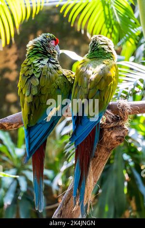 Amazona viridigenalis, ein Porträt-Papagei mit roter Fassade, posiert und beißt, schöner Vogel mit grünem und rotem Gefieder, mexiko Stockfoto