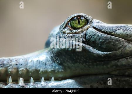 Nahaufnahme von Gharial Green Eye. Detail Aufnahme des bedrohten Tieres Gavialis Gangeticus mit scharfen Zähnen. Stockfoto