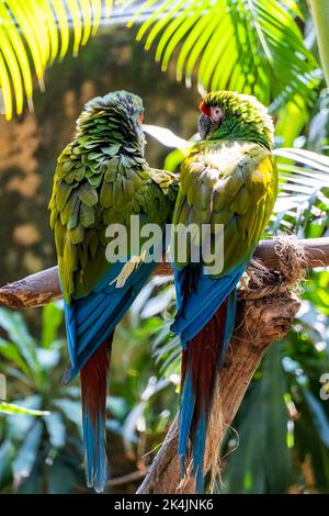 Amazona viridigenalis, ein Porträt-Papagei mit roter Fassade, posiert und beißt, schöner Vogel mit grünem und rotem Gefieder, mexiko Stockfoto