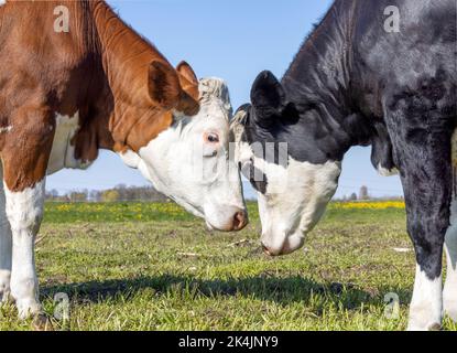 Spielende Kühe reiben sich Köpfe, liebevoll und verspielt, kuscheln oder kämpfen, zusammen in einem grünen Feld und einem blauen Himmel Stockfoto